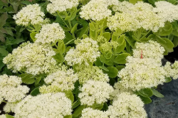Snowbanks Sedum